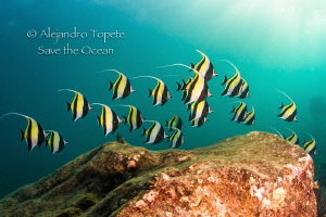 School of Morish Idol, Isla Isabel Mexico by Alejandro Topete 